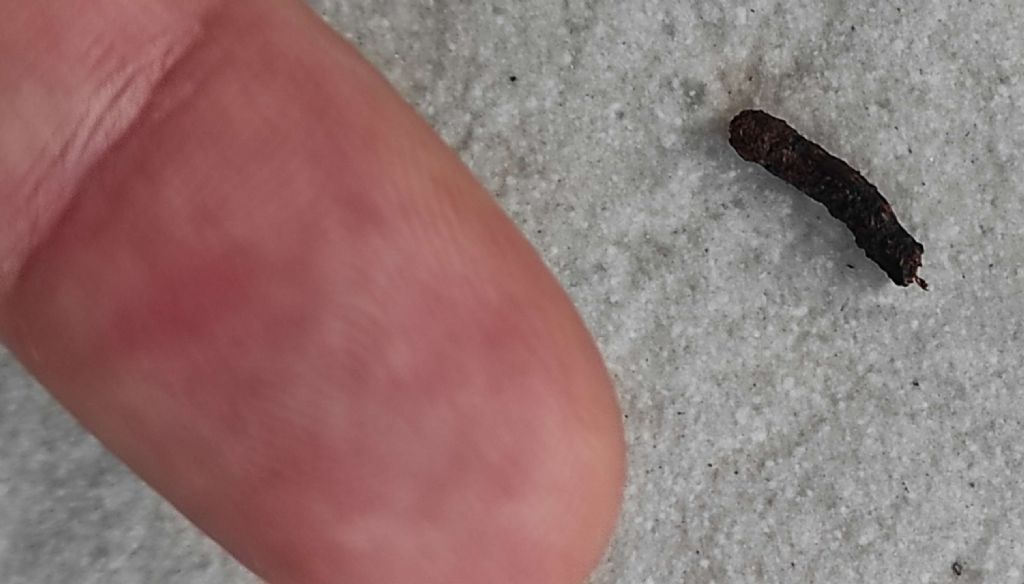 Identificazione feci ..topi o cavallette?